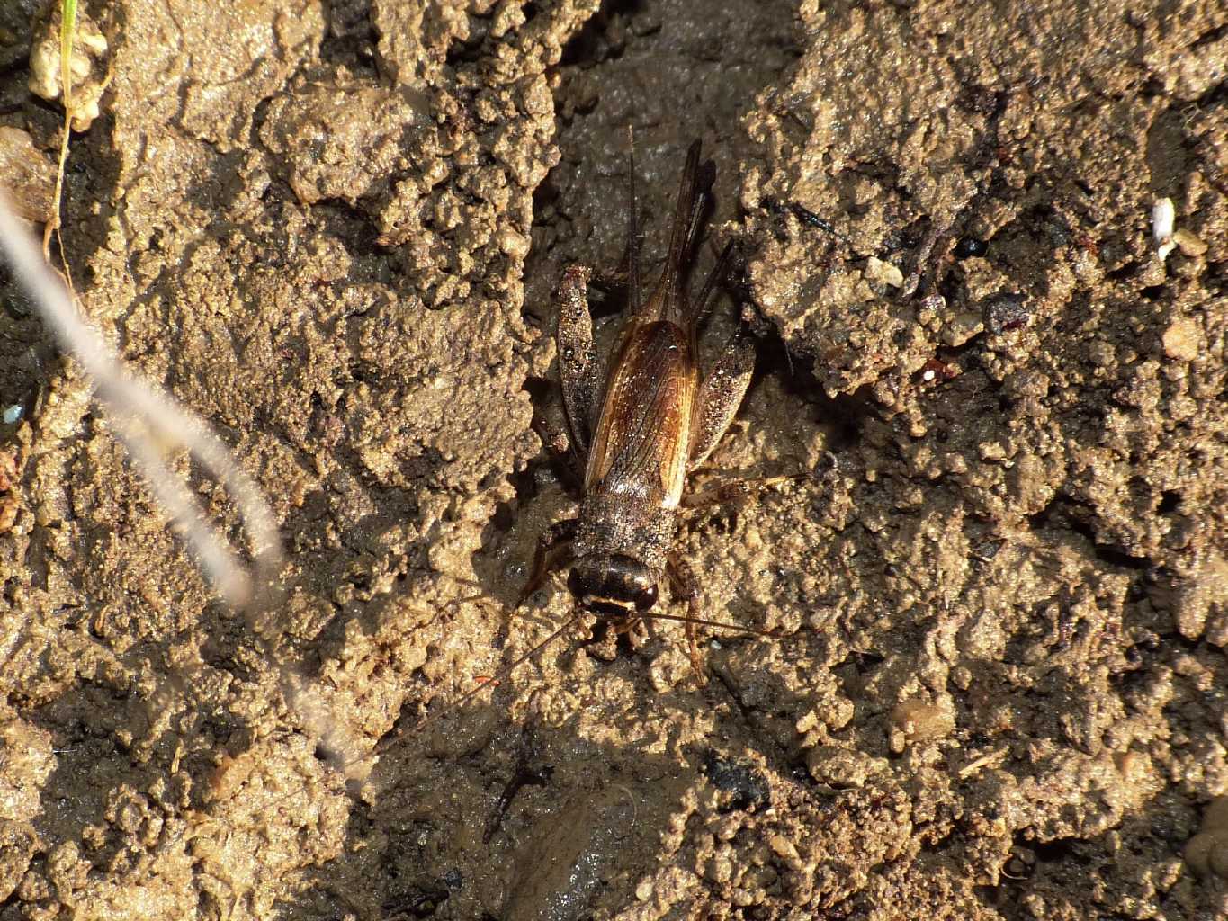 Femmina di Eumodicogryllus bordigalensis - S. Severa (RM)